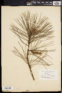 Pinus rigida image