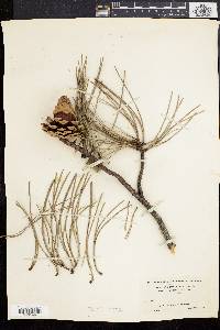 Pinus rigida image