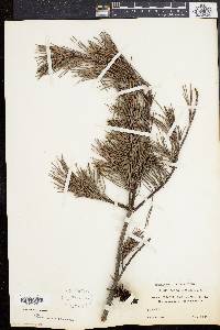 Pinus rigida image