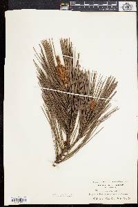 Pinus rigida image