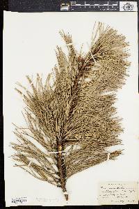 Pinus rigida image