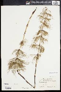 Equisetum sylvaticum image