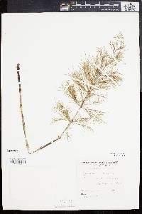 Equisetum sylvaticum image