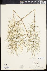 Equisetum sylvaticum image