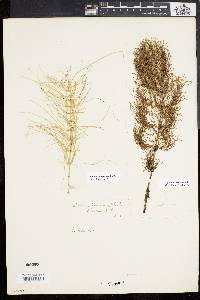 Equisetum sylvaticum image