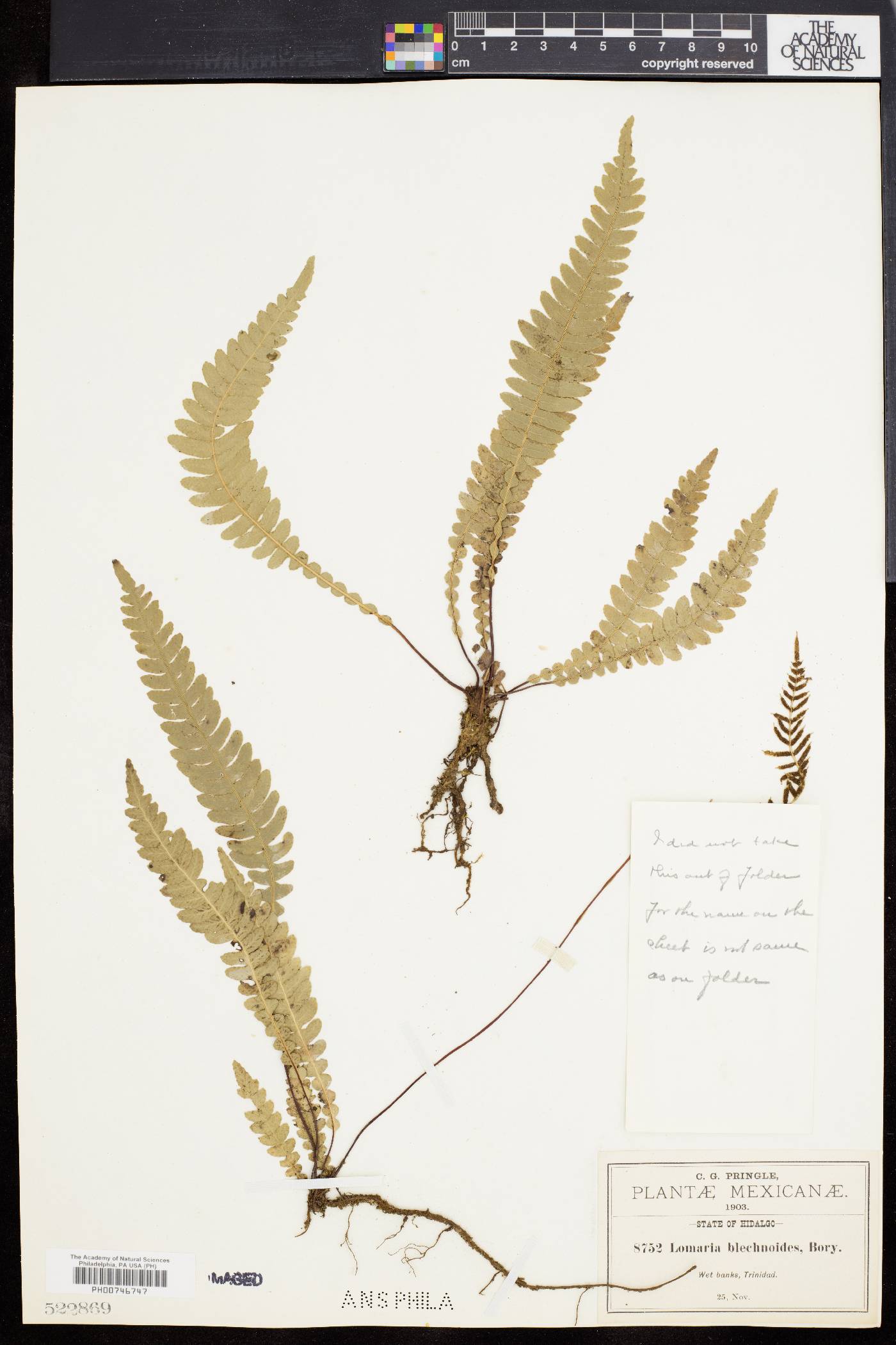 Blechnum blechnoides image