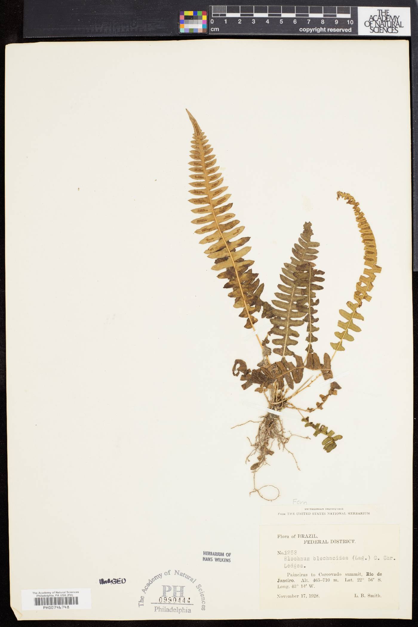 Blechnum blechnoides image