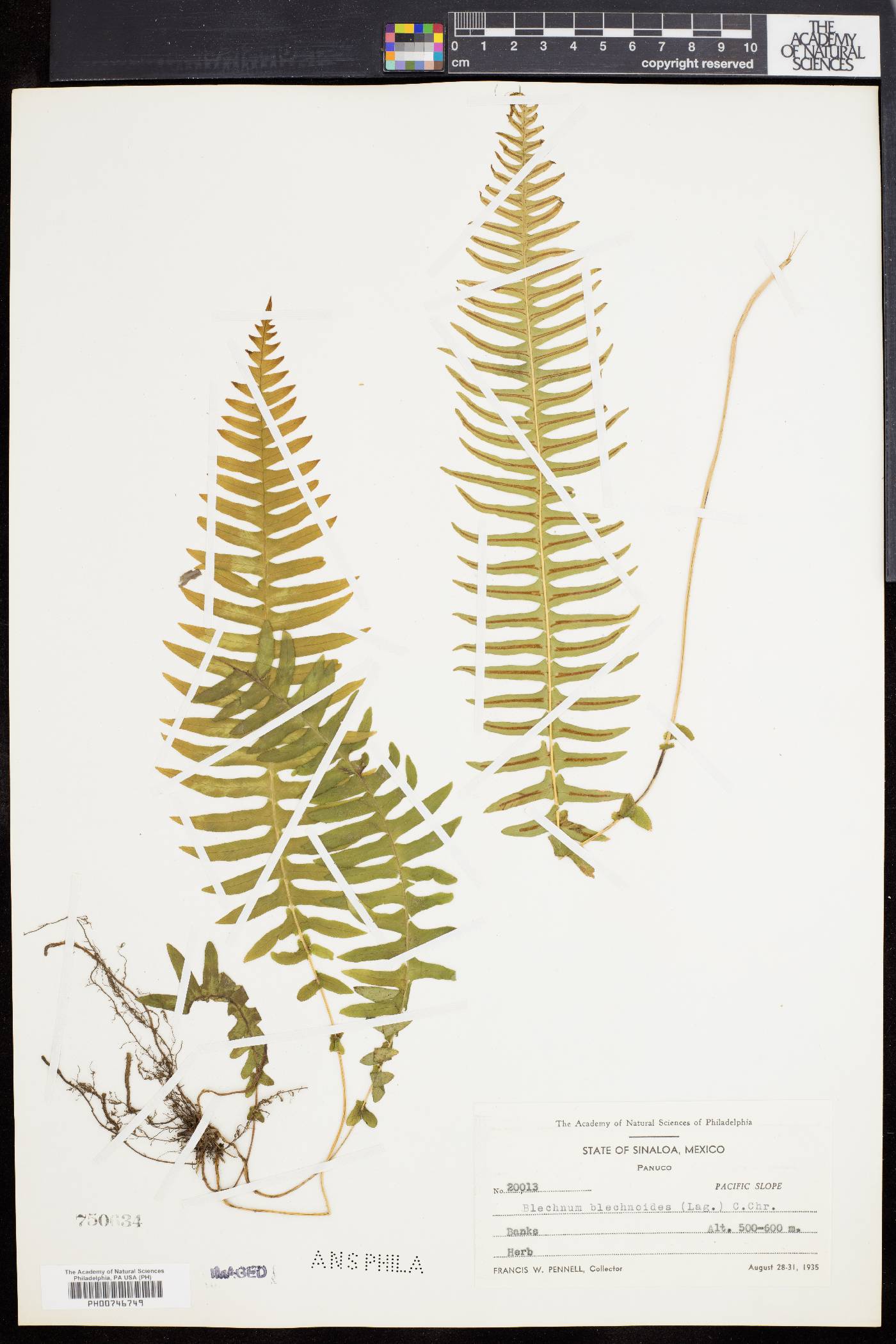 Blechnum blechnoides image