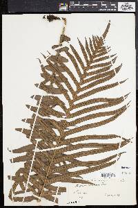 Blechnum brasiliense image