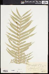 Blechnum brasiliense image