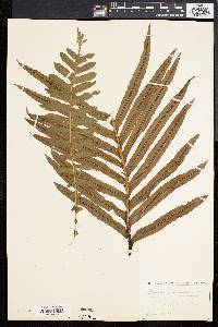 Blechnum brasiliense image