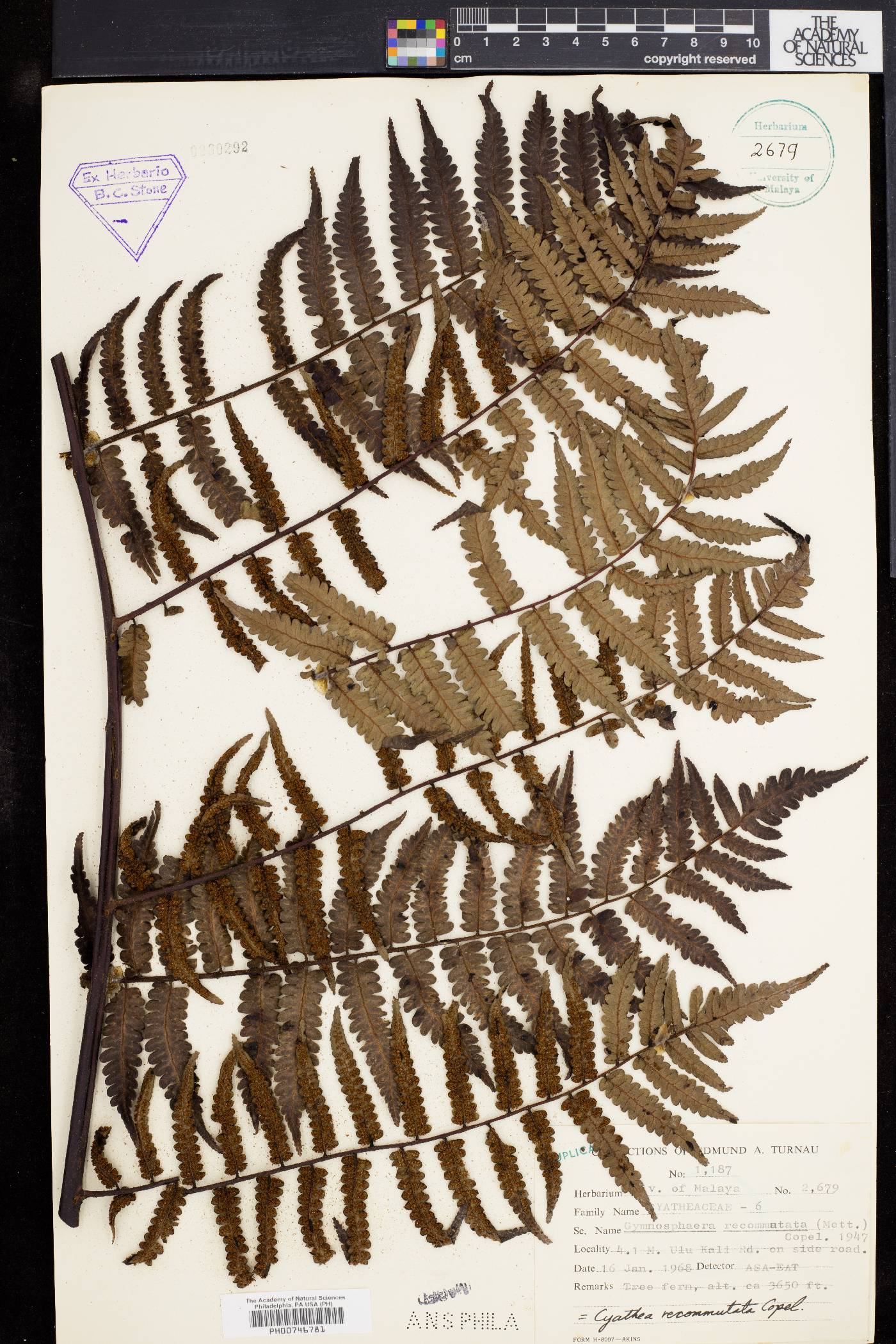 Cyathea recommutata image