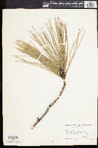 Pinus taeda image