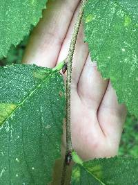 Ulmus rubra image