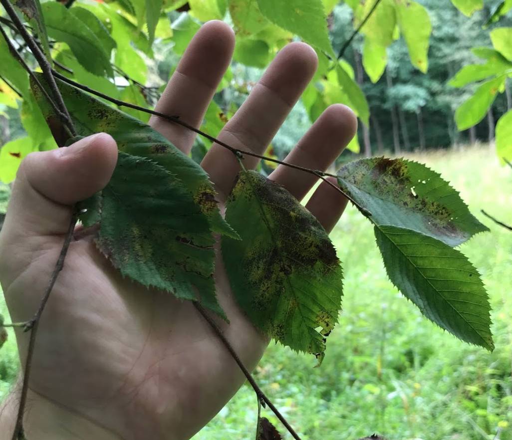 Betula lenta image