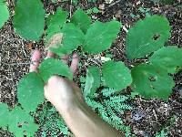 Hamamelis virginiana image