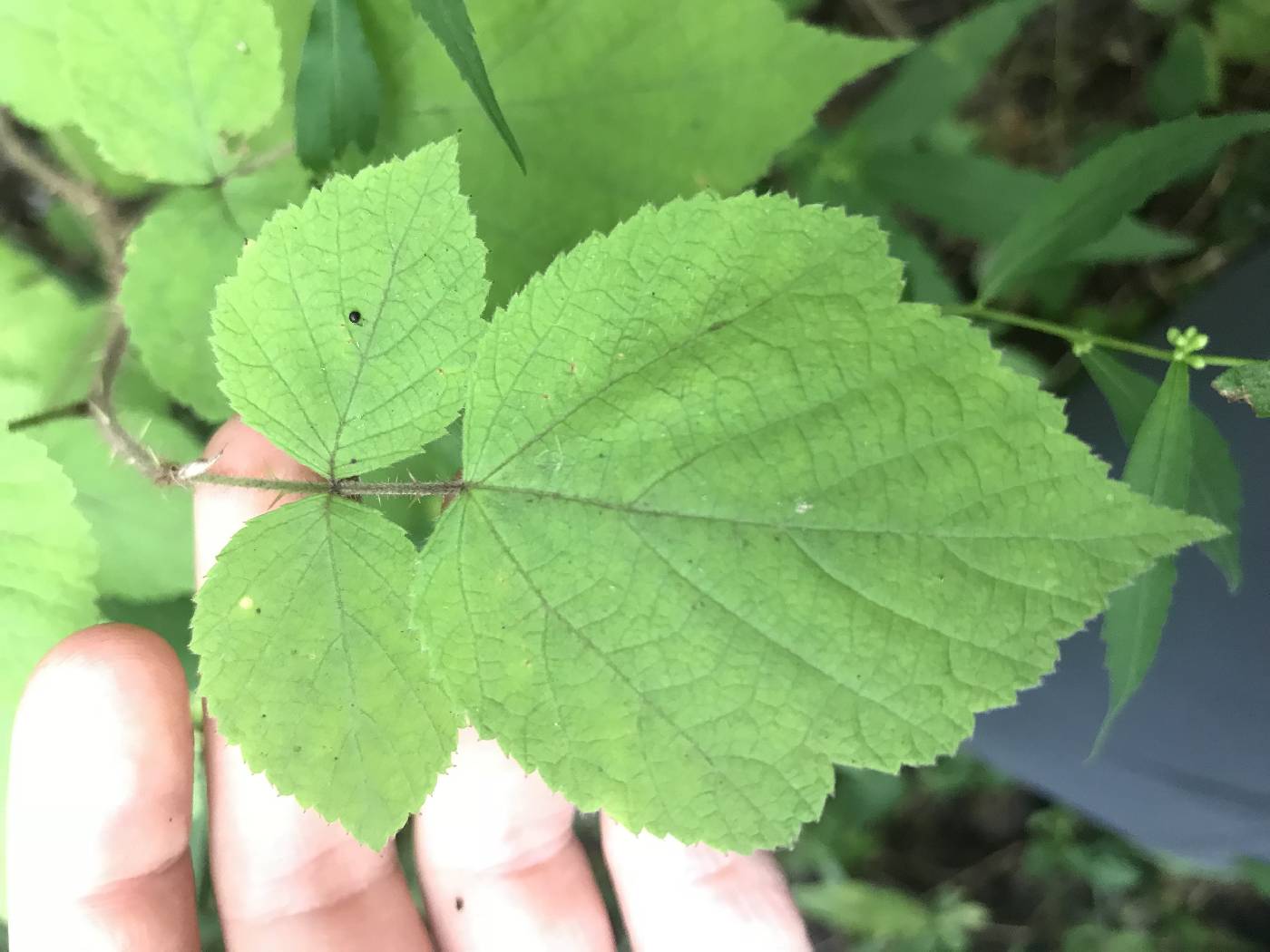 Rubus phoenicolasius image