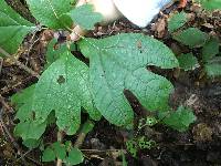 Sassafras albidum image