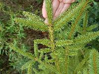 Image of Picea abies