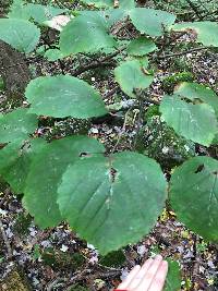 Hamamelis virginiana image