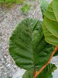 Alnus serrulata image