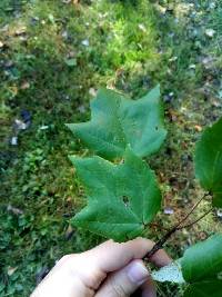 Acer rubrum image