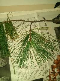 Pinus strobus image