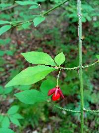 Euonymus alatus image