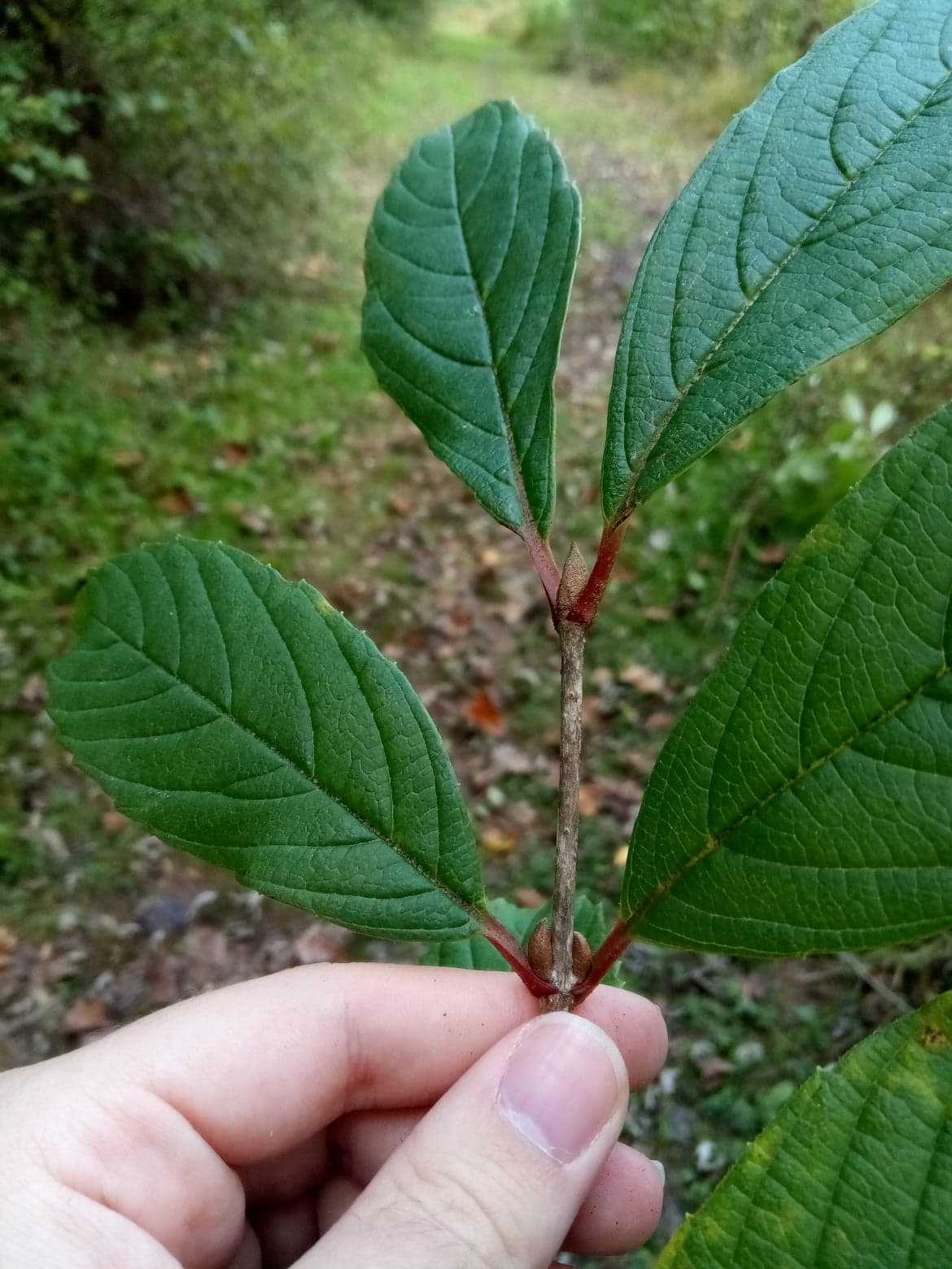 Viburnum sieboldii image