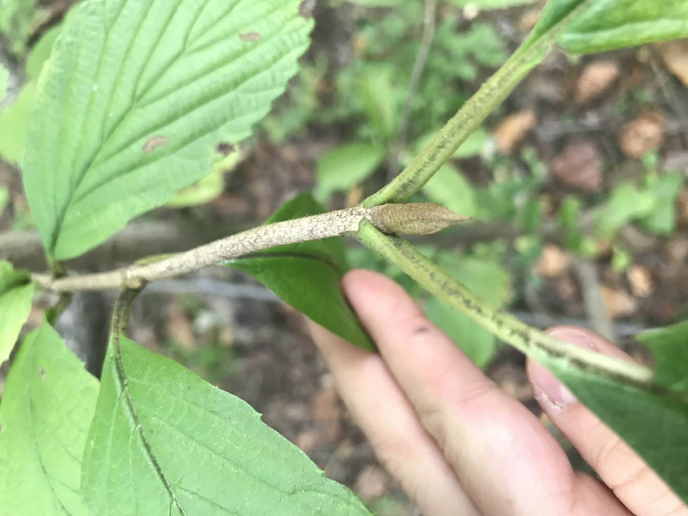 Viburnum sieboldii image