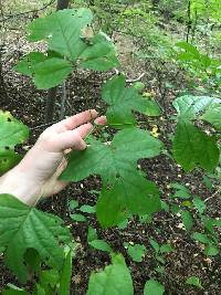 Liriodendron tulipifera image