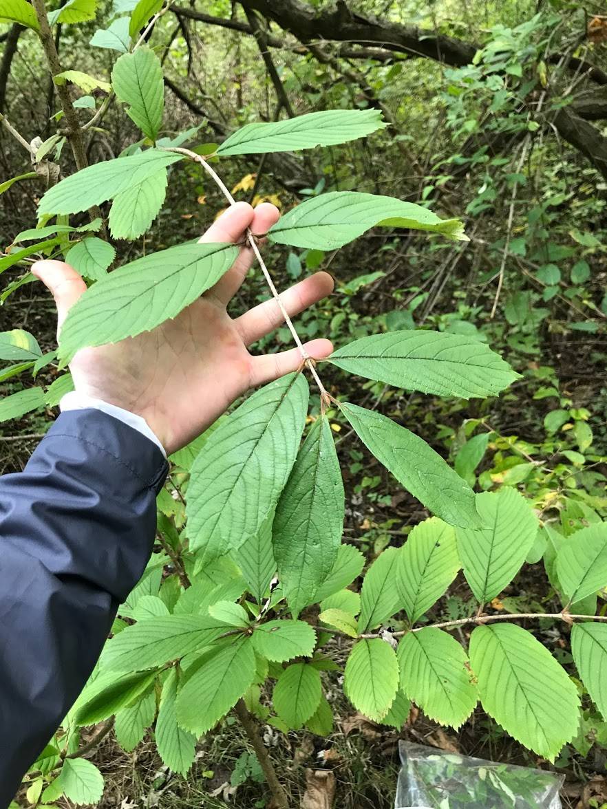 Viburnum sieboldii image