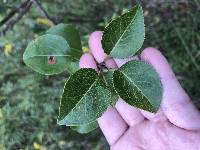 Pyrus calleryana image