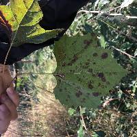 Platanus occidentalis image