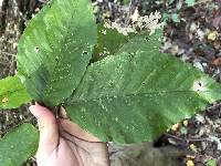 Fagus grandifolia image