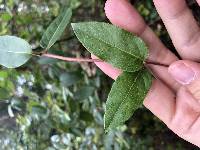 Lonicera japonica image