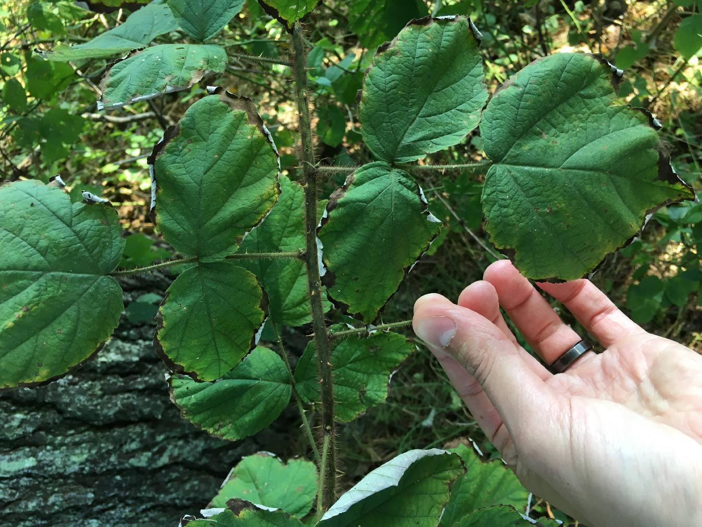 Rubus phoenicolasius image