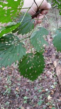 Viburnum dentatum var. lucidum image