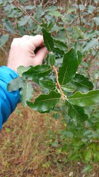 Elaeagnus umbellata image