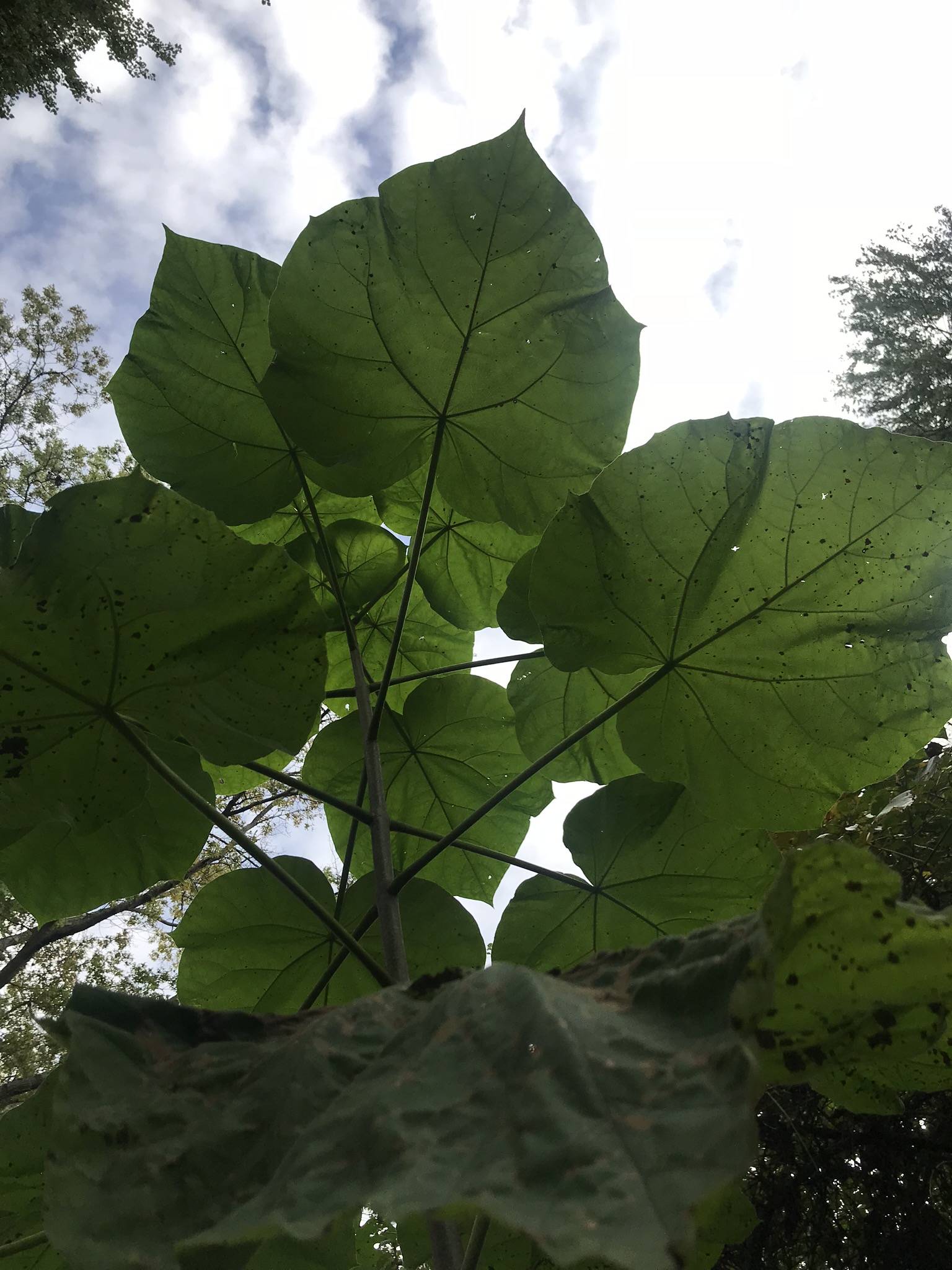 Paulownia tomentosa image