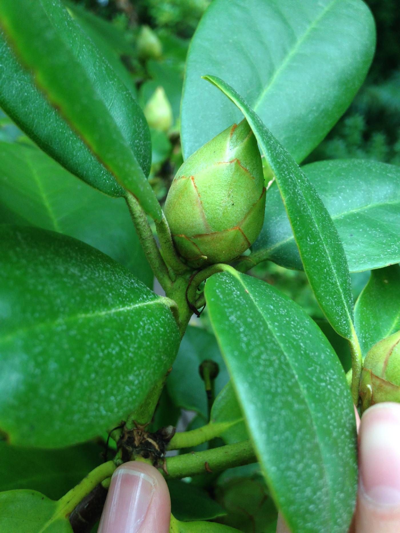 Rhododendron maximum image