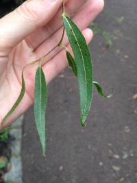 Image of Salix × rubens
