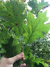 Quercus rubra image