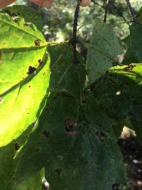 Acer rubrum image