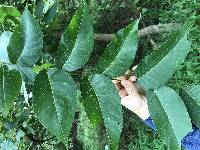 Juglans nigra image