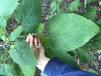 Catalpa speciosa image