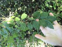 Viburnum prunifolium image