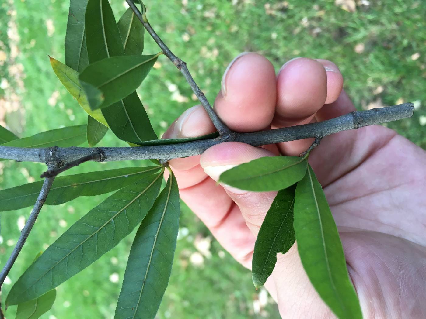 Quercus phellos image