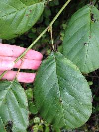 Alnus serrulata image