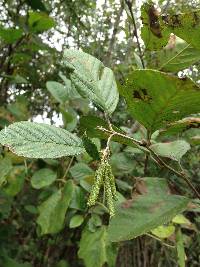 Alnus serrulata image